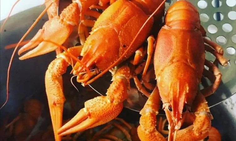 Купим раки оптом - фото № 1