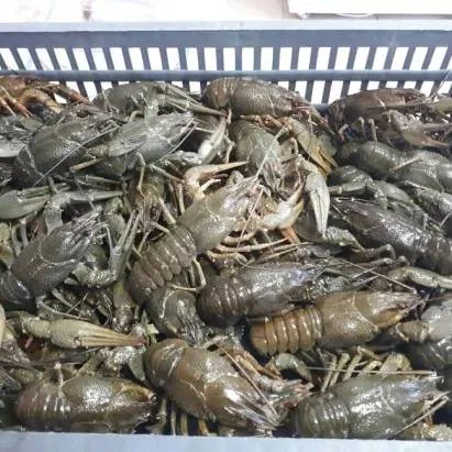 Раки опт и розница - фото № 1