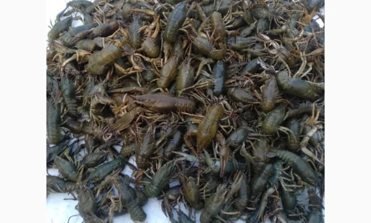 Закупаем Живых Раков - фото № 1