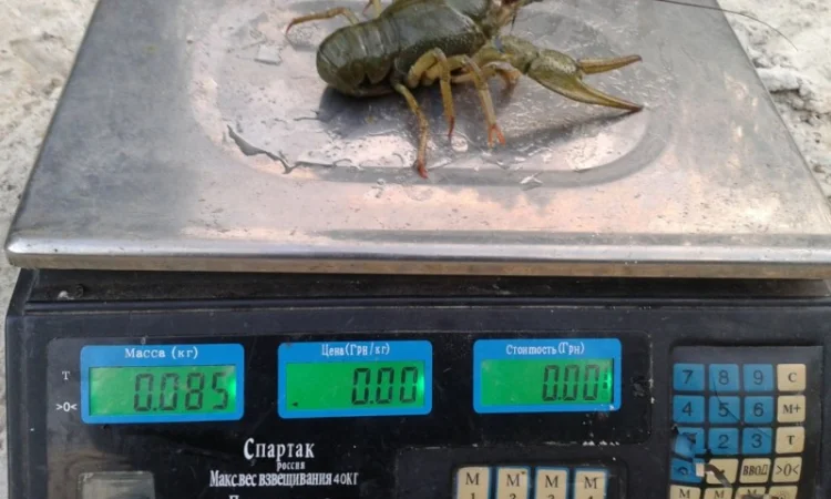 Требуются Поставщики Живых Раков - фото № 1