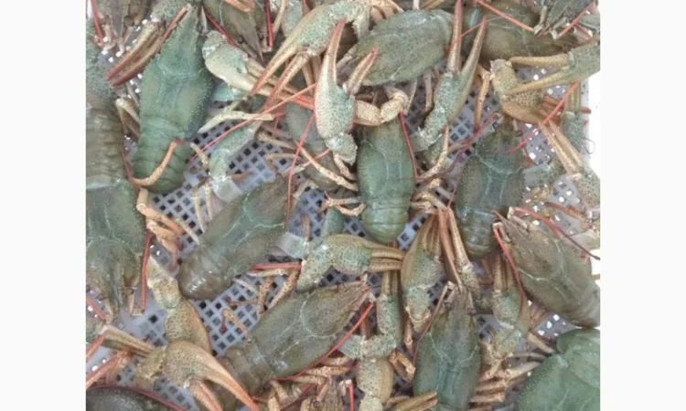 Покупаем Живых Раков Круглый год - фото № 1