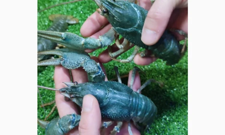 Раки ОПТ - фото № 1