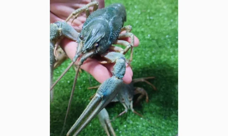 Раки ОПТ - фото № 4