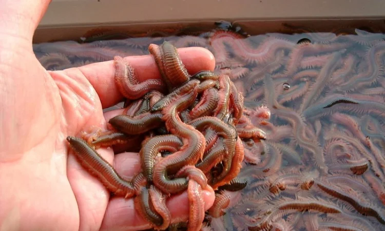 ПОЛІХЕТИ морські культивовані (Nereis virens). Продам - фото № 1