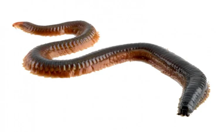 ПОЛІХЕТИ морські культивовані (Nereis virens). Продам - фото № 2