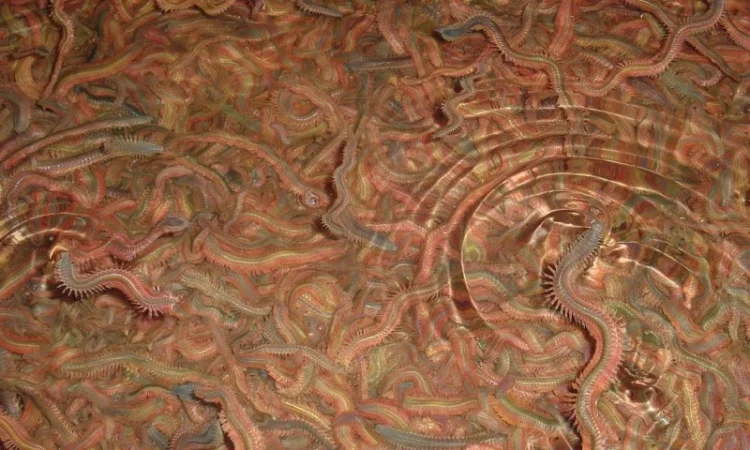 ПОЛІХЕТИ морські культивовані (Nereis virens). Продам - фото № 3