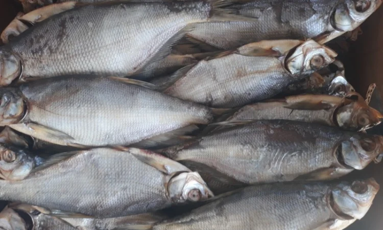 Риба від виробника - фото № 3