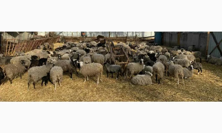 Продам баранів Романовської породи від виробника. Тільки від 100 голів - фото № 1