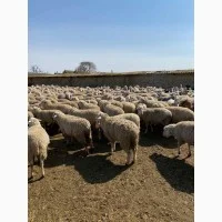Продам баранів Романовської породи від виробника. Тільки від 100 голів - фото № 2