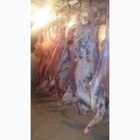 Покупатели баранины и говядины — живая, охлаждённая и замороженная - фото № 3