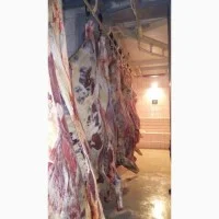 Покупатели баранины и говядины — живая, охлаждённая и замороженная - фото № 7