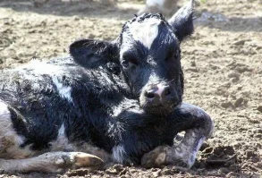 Купуємо баранину та яловичину живцем - фото № 10