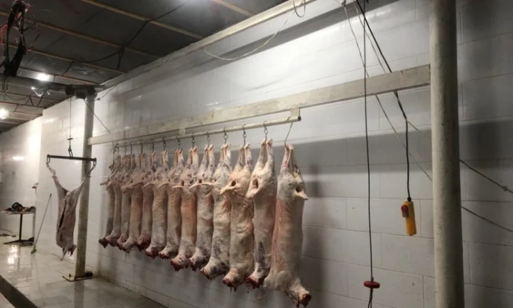 Купівля полутуші баранів від виробника від 100 голів - фото № 3