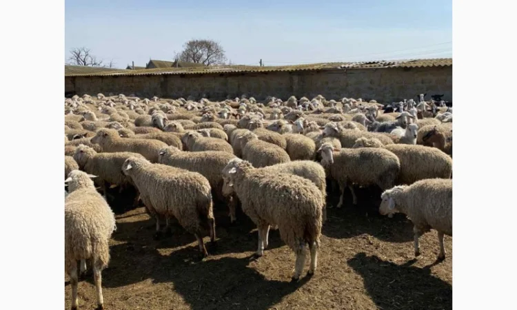 Продам баранов от поставщика – от 100 голов - фото № 4