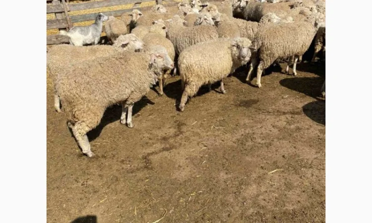 Продам баранов от поставщика – от 100 голов - фото № 5