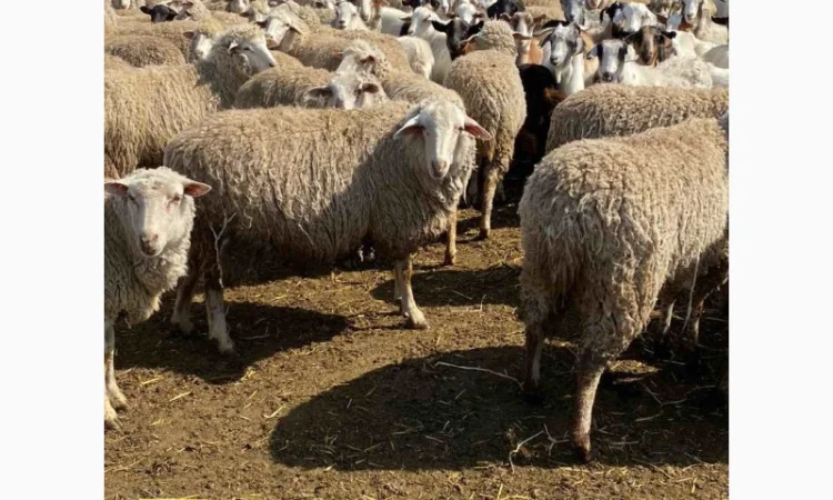 Продам баранов от поставщика – от 100 голов - фото № 6