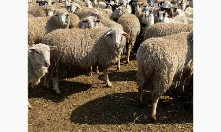Продам баранов от поставщика – от 100 голов - фото № 1