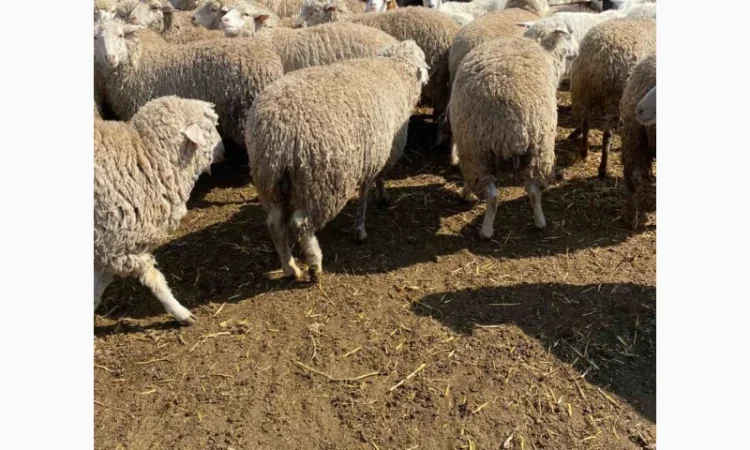 Продам баранов от поставщика – от 100 голов - фото № 2