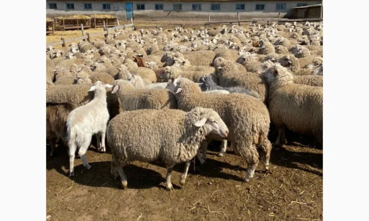 Продам баранов от поставщика – от 100 голов - фото № 3