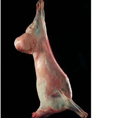 Продам молодых курдючных барашков (ягнят) - фото № 1