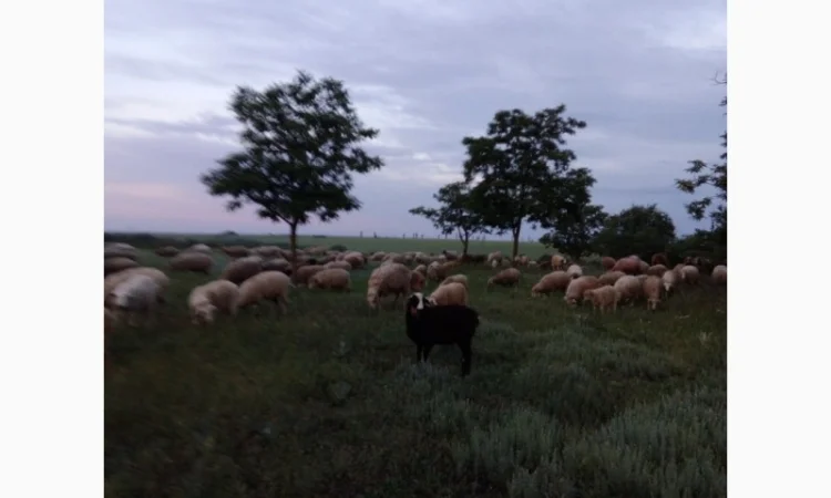 Продам баранов на экспорт от производителя - фото № 3