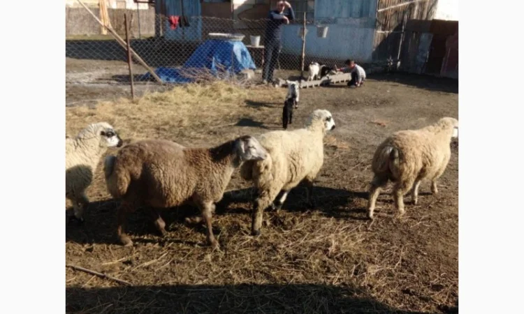 Пропозиція овців на експорт від виробника, від 100 голів - фото № 1