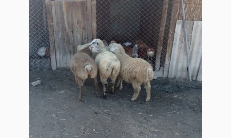 Пропозиція овців на експорт від виробника, від 100 голів - фото № 2