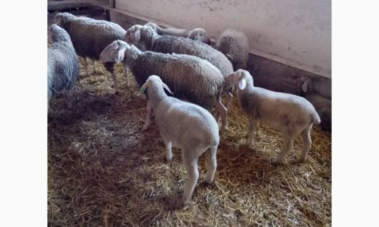 Продажа баранов - фото № 1