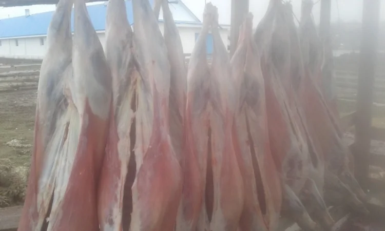 Продам мясо ягнятины та баранини - фото № 1