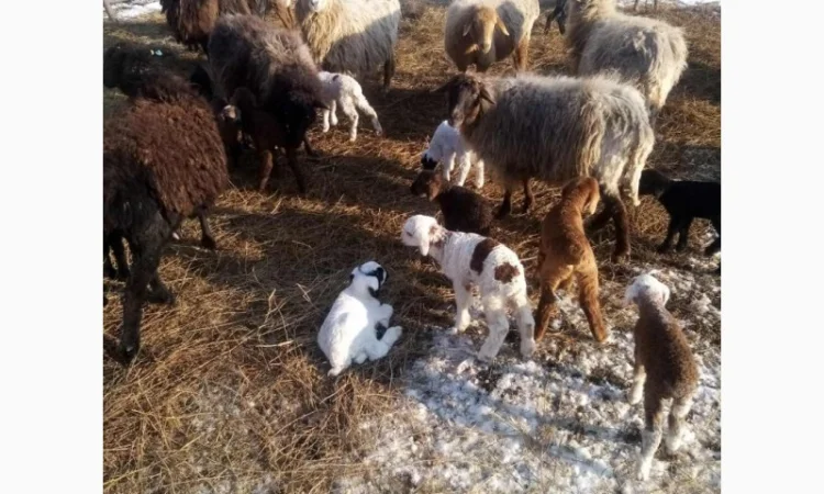 Продам тушки або живих молодих ягнят - фото № 1