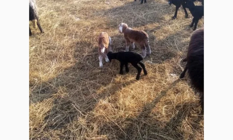 Продам тушки або живих молодих ягнят - фото № 2