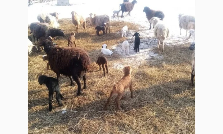 Продам тушки або живих молодих ягнят - фото № 3