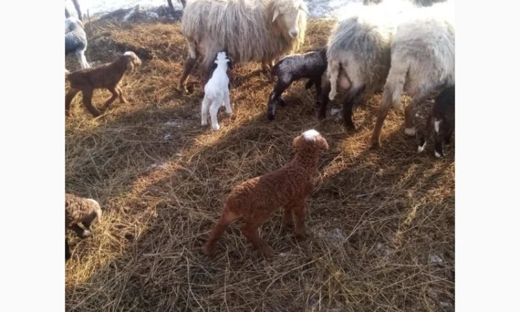 Пропонуються тушки та живі молоді ягнята - фото № 5