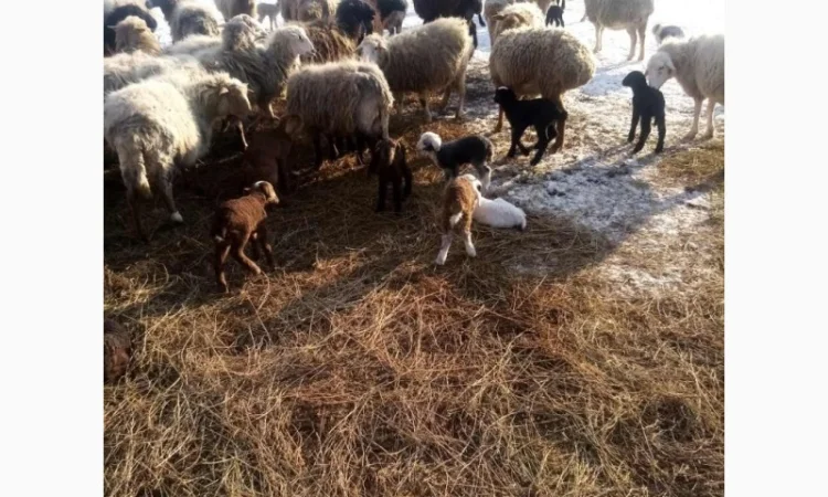 Продам тушки або живих молодих ягнят - фото № 5