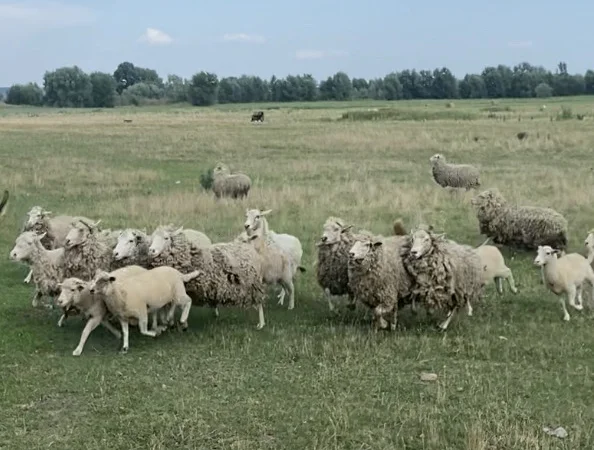 Продам бараны и ягнята - фото № 1