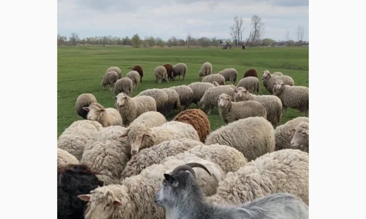 Продам бараны и ягнята - фото № 2