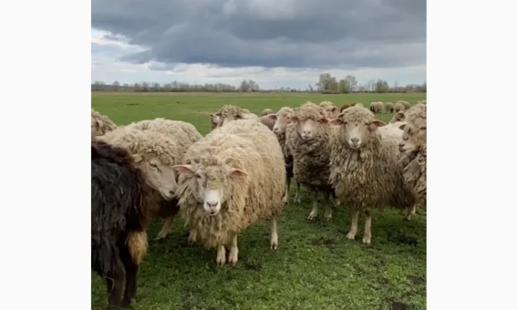 Продам бараны и ягнята - фото № 4