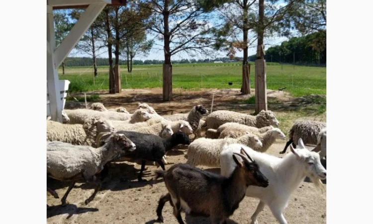 Пропонуємо баранину та ягнятину - фото № 1