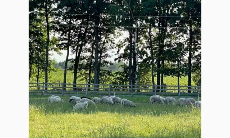 Пропонуємо баранину та ягнятину - фото № 2