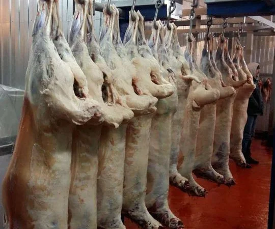 Баранина с Аккредитив на ОАИ - фото № 1