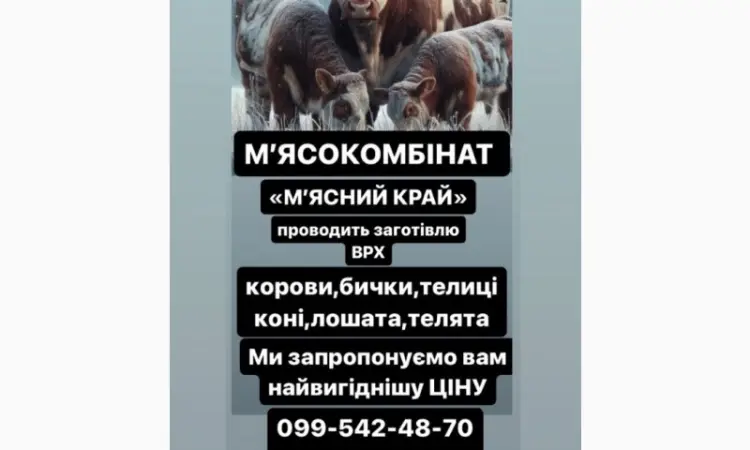 Мʼясокомбінат «Мʼясний Край» Дорого Закуповує ВРХ - фото № 1