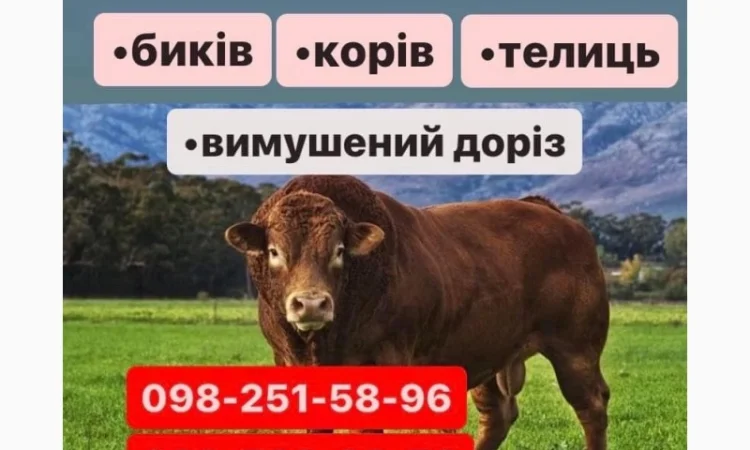 Проводимо Заготівлю куплю Яловичину ВРХ - фото № 1