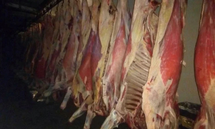 Продам говяжьи полутуши от производителя, объём от 20 тонн - фото № 7