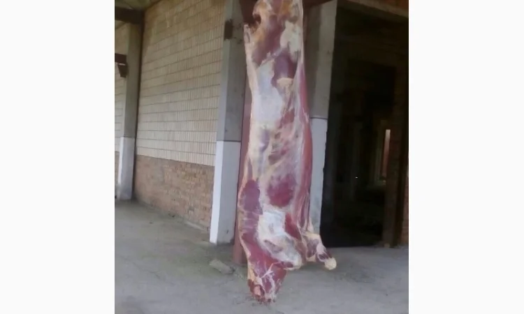 Продам говяжьи полутуши от производителя, объём от 20 тонн - фото № 9