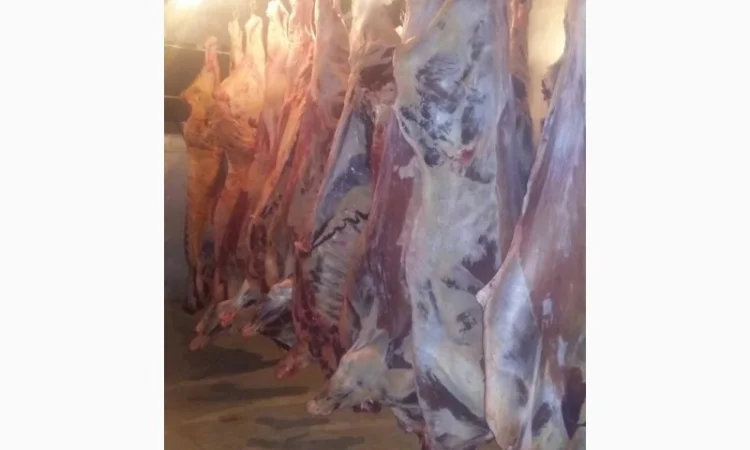 Продам говяжьи полу туши - фото № 4