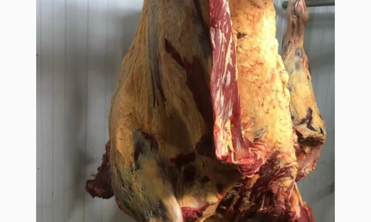 Яловичина, м’ясо яловичини, туші яловичини - фото № 3