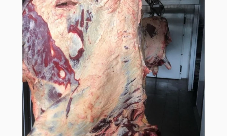 Яловичина, м’ясо яловичини, туші яловичини - фото № 8