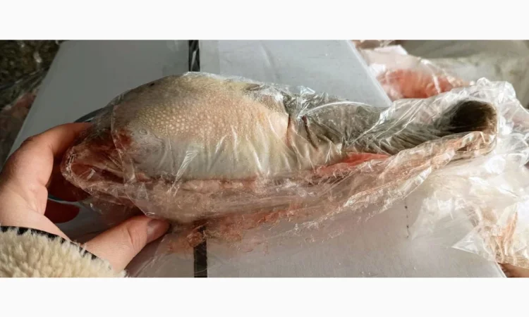 Продам язик яловичий За запитом - фото № 1