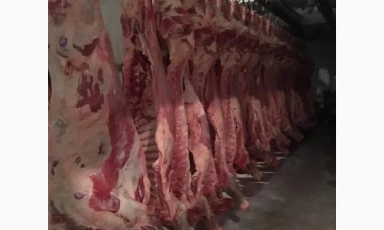 Продам на экспорт полутуши говядины. От производителя с 20 тонн Кроме Европи - фото № 3