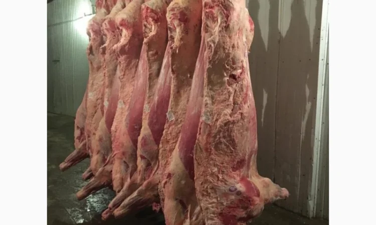 Продам на экспорт полутуши говядины. От производителя с 20 тонн Кроме Европи - фото № 7